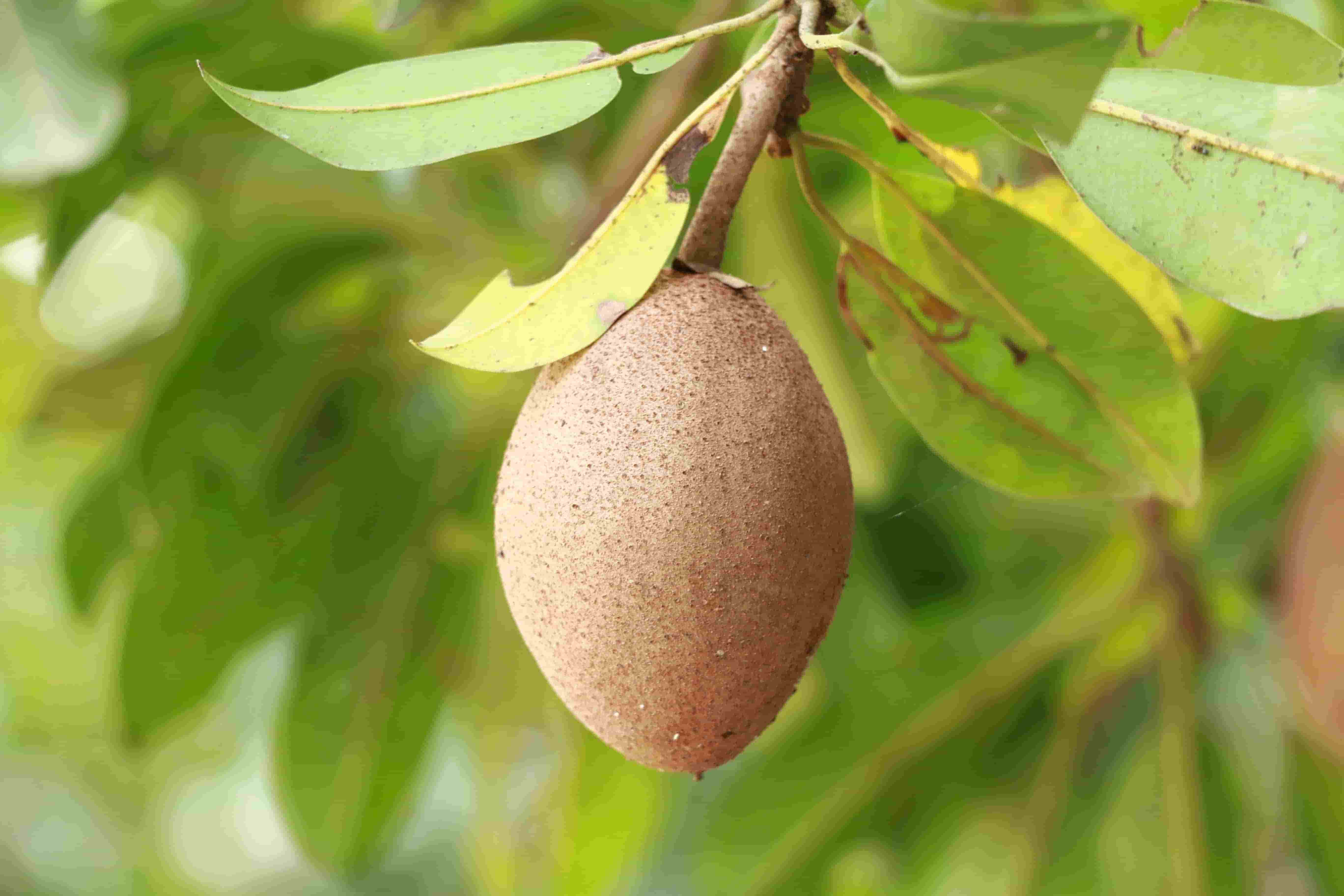 Top Chikoo (Sapodilla) Supplier & Exporter from India