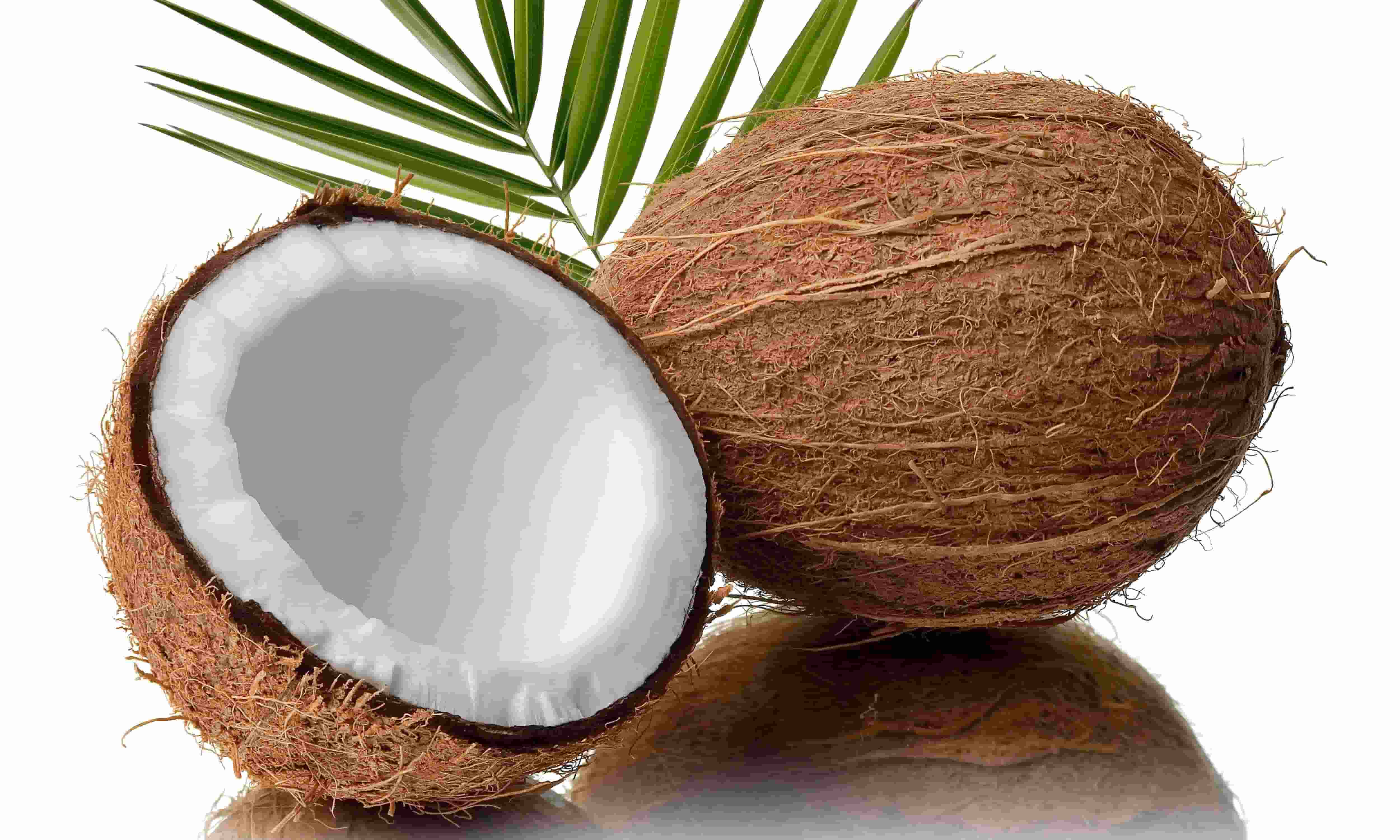 Dry Coconut Supplier & Exporter from India – Buy Wholesale