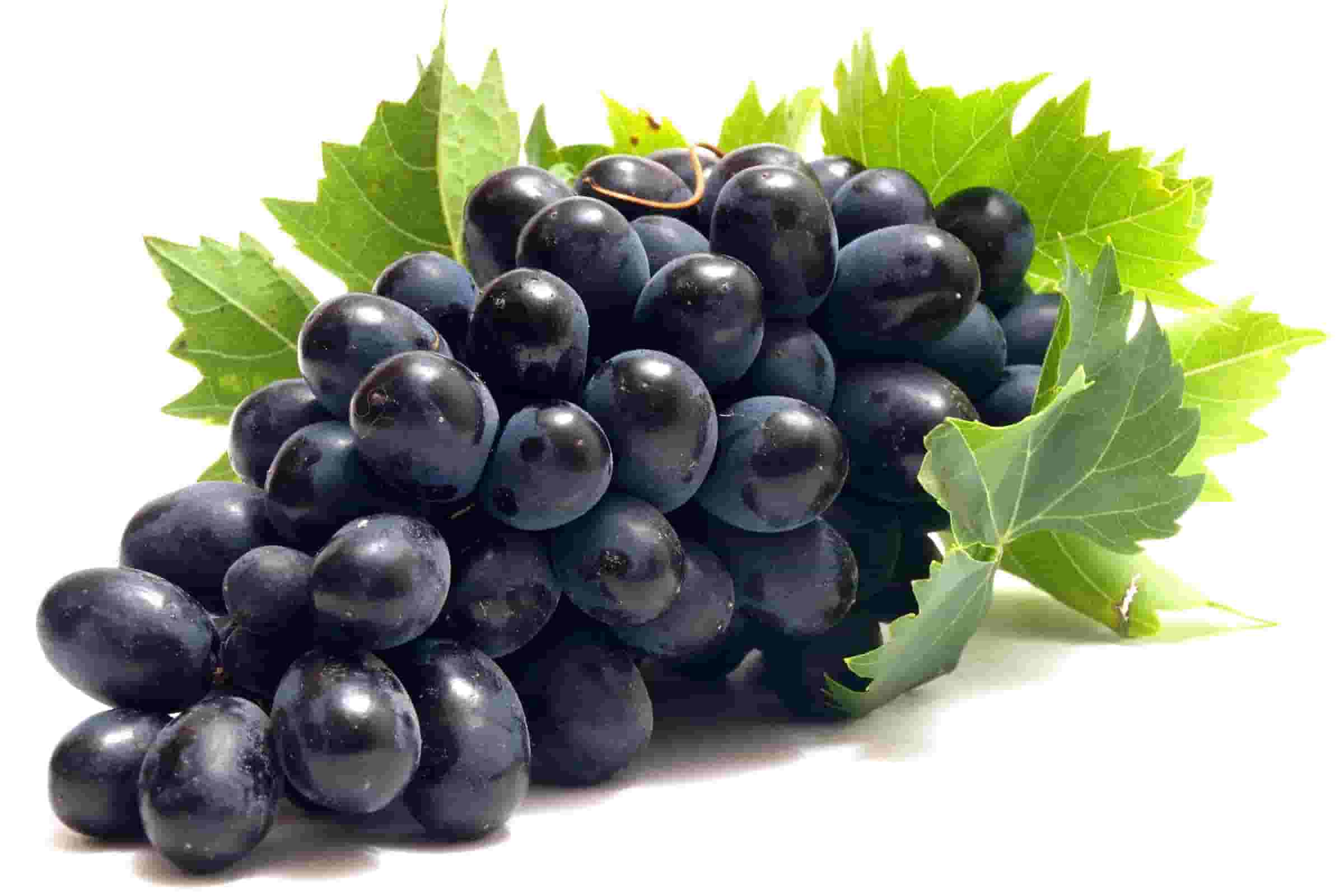 Fresh Grapes Supplier & Exporter from India – Buy in Bulk