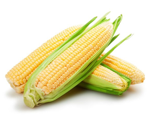 Best Corn Supplier & Exporter from India – Bulk Wholesale Available