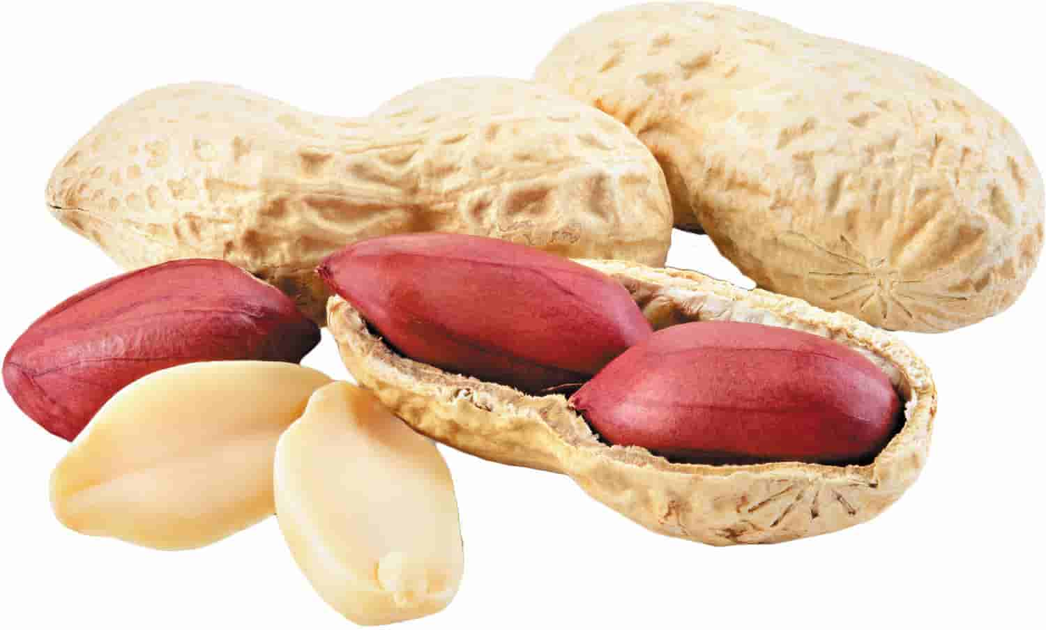 Peanuts Supplier & Exporter from India – Buy Bulk Peanuts Wholesale