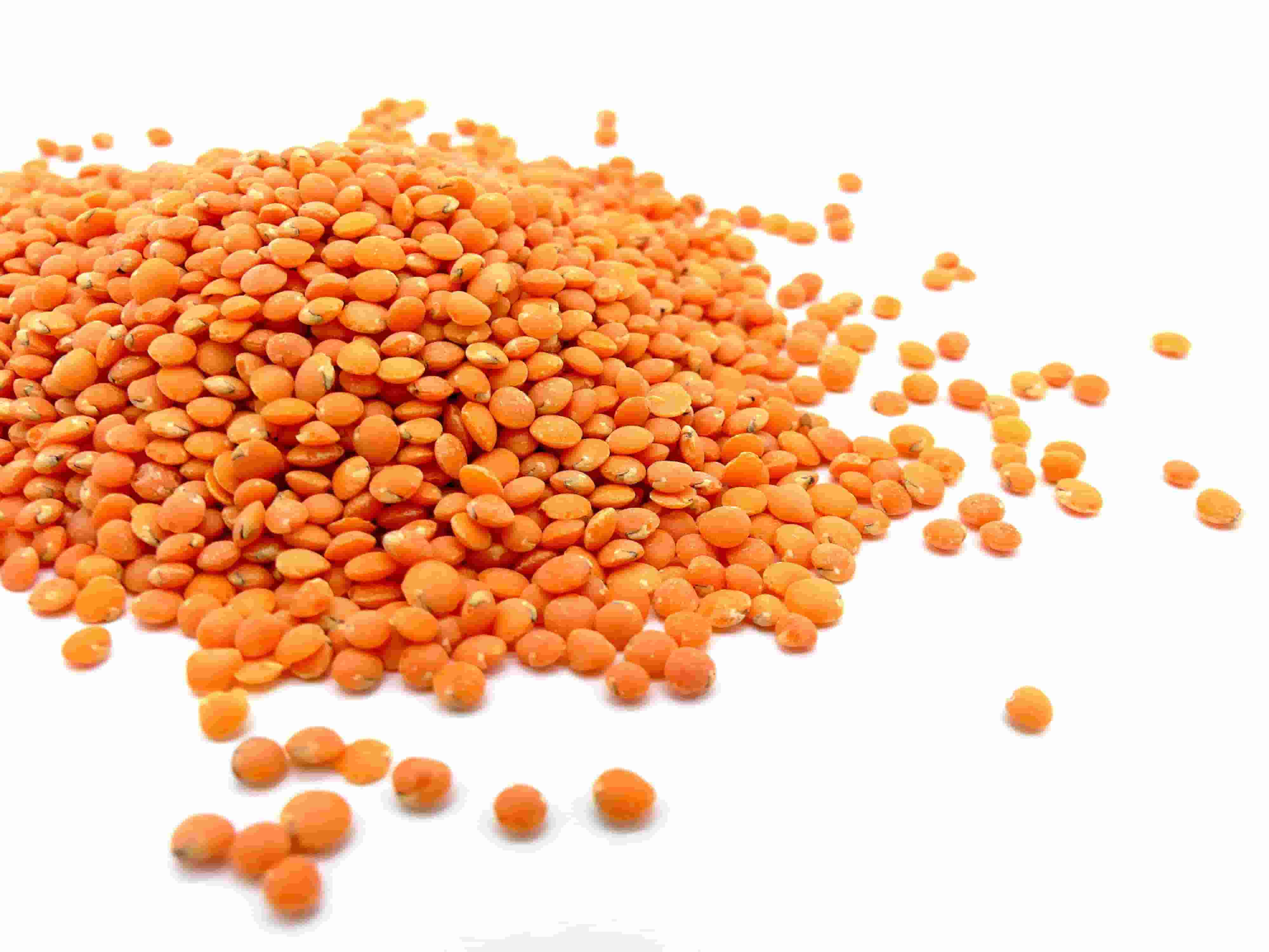 Red Lentil Supplier & Exporter from India – Bulk Wholesale Orders