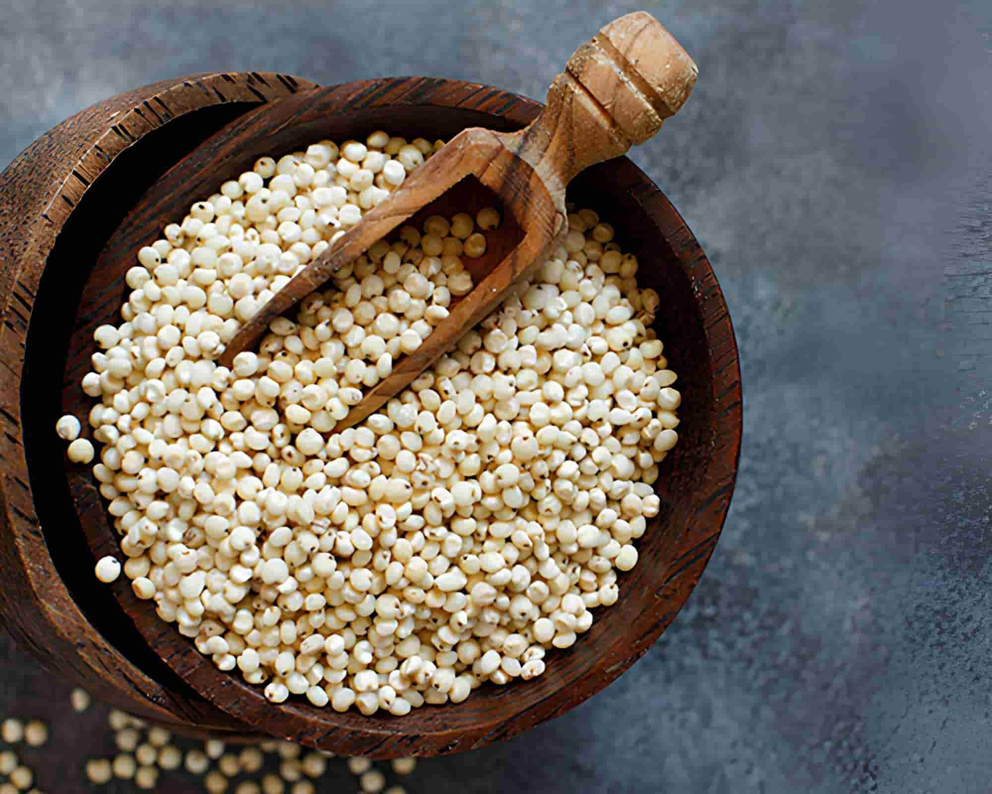 Sorghum Supplier & Exporter from India – Buy Bulk Sorghum