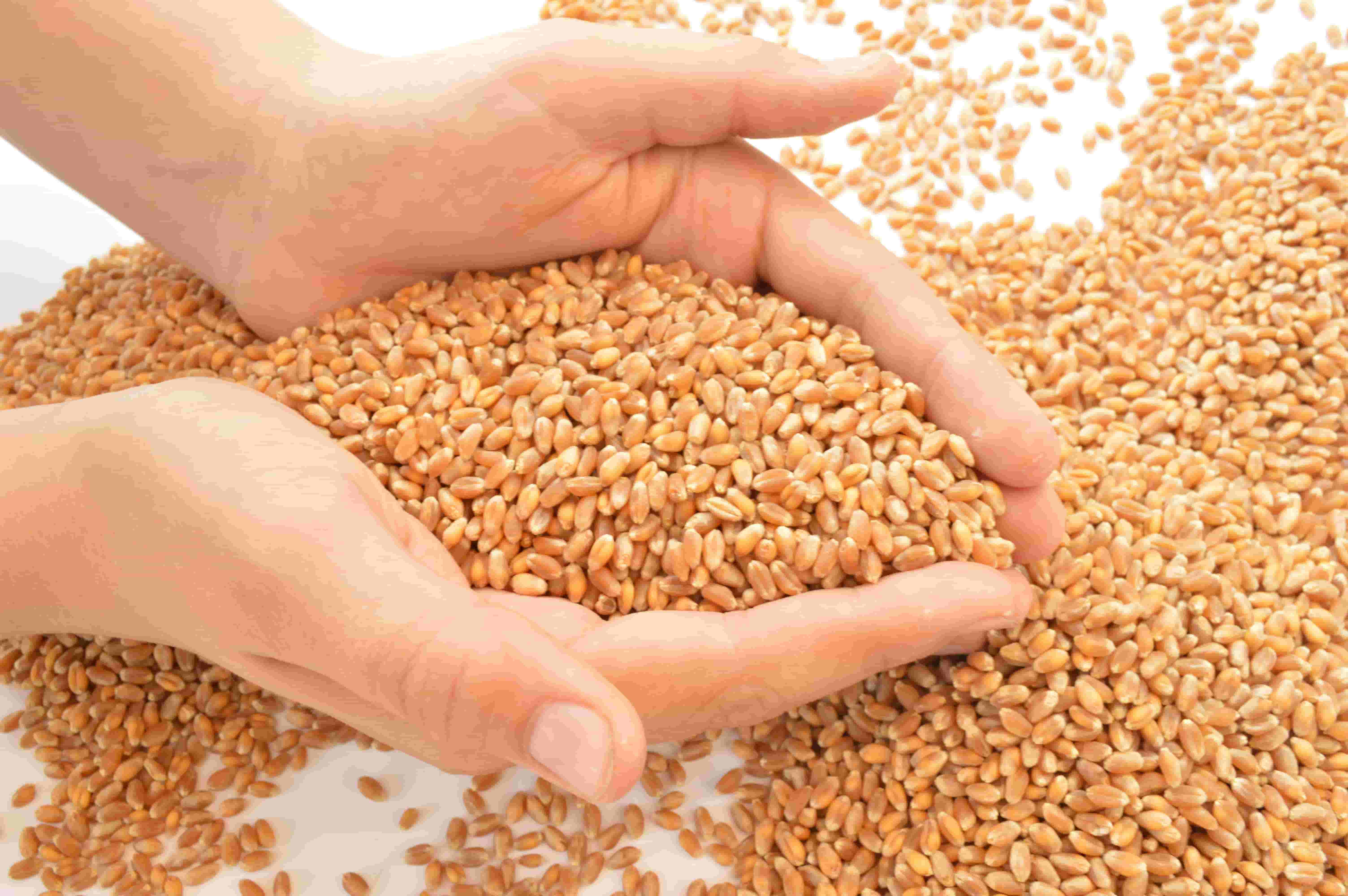 Top Wheat Supplier & Exporter from India – Buy in Bulk