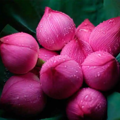 Leafcin Consumer is one of the best Fresh Lotus Flower  supplier/exporters in India with finesh quality and best prices 