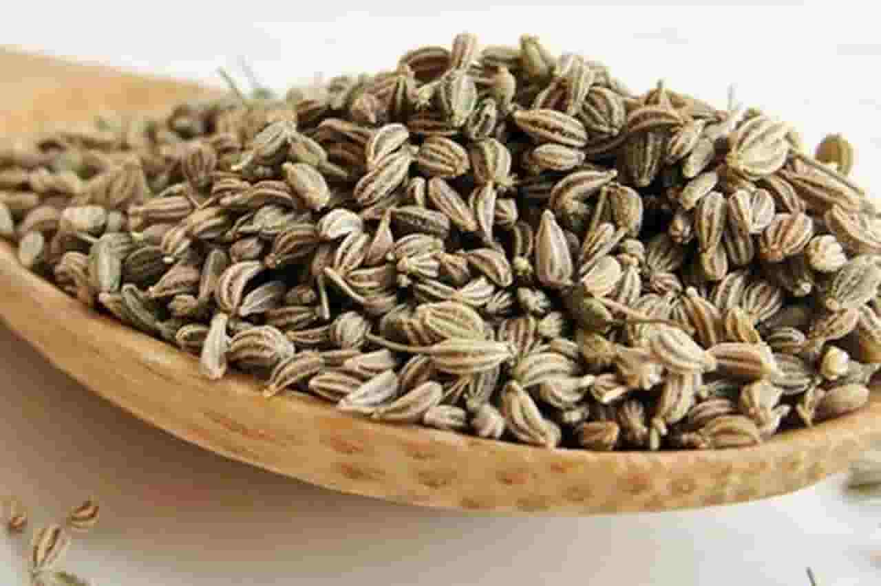 Carom Seeds Supplier & Exporter from India – Buy Bulk Ajwain