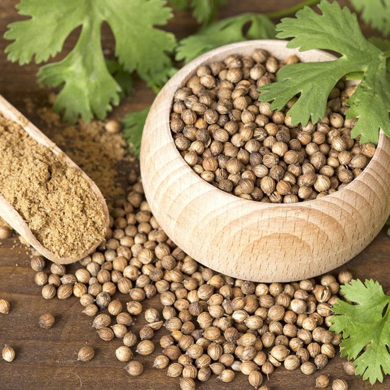 Indian Coriander Seeds & Powder Exporter – Buy Bulk Coriander