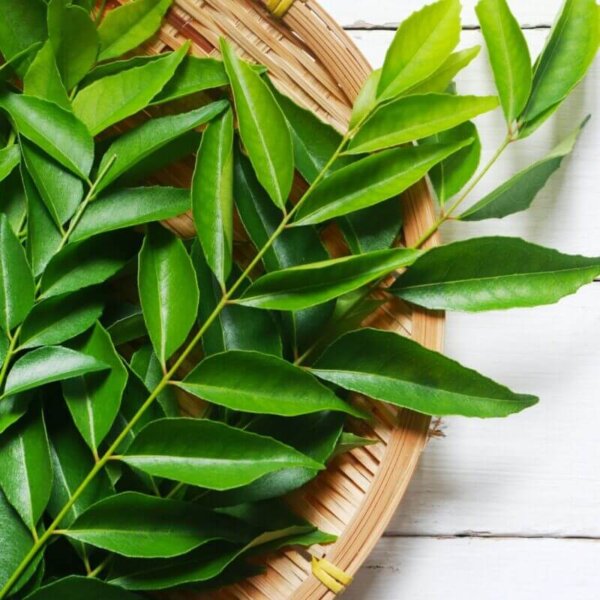 Fresh Curry Leaves Supplier & Exporter from India – Buy Bulk Curry Leaves