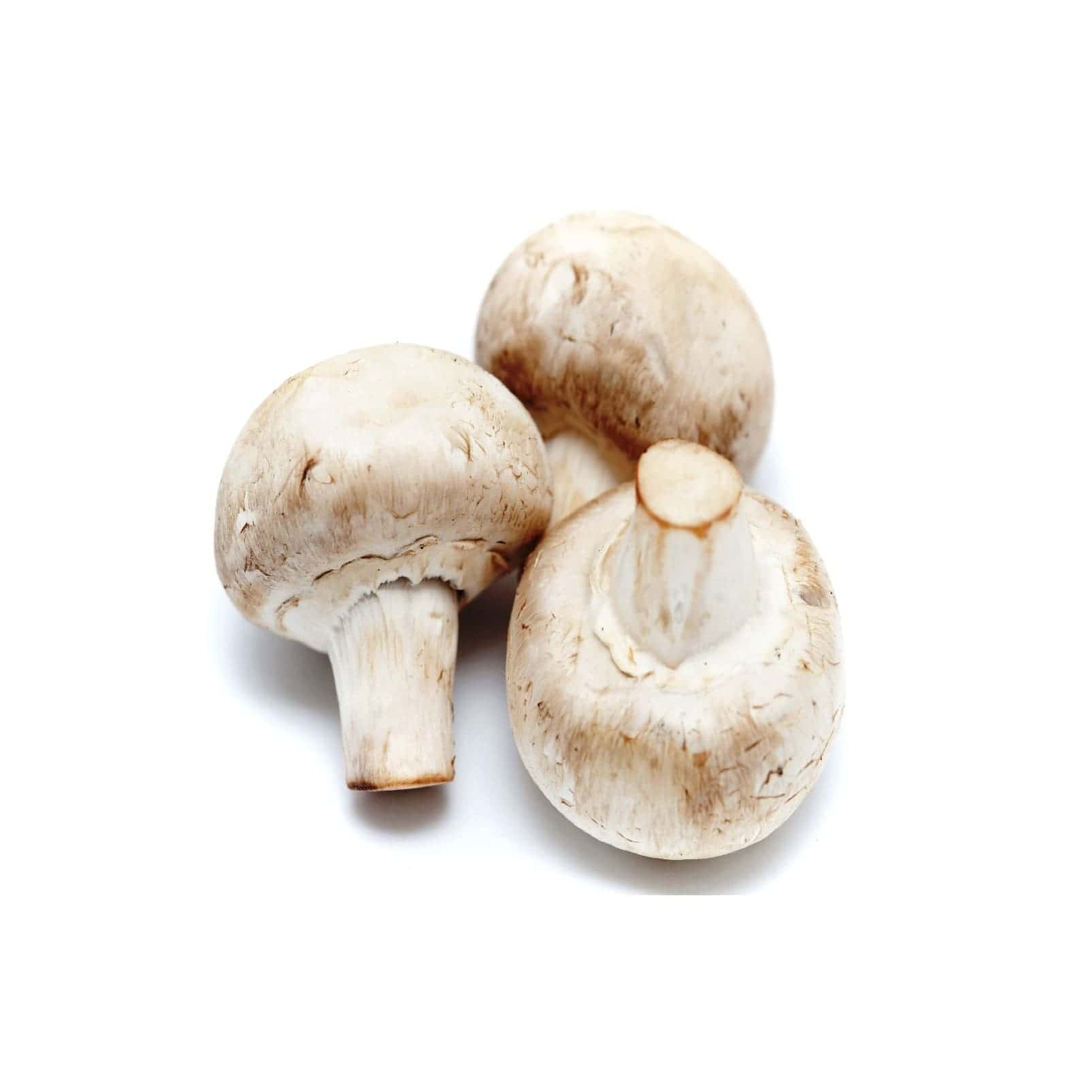 Edible White Mushroom