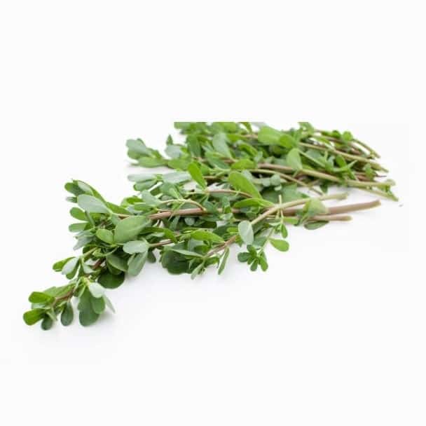 Edible Green Purslane