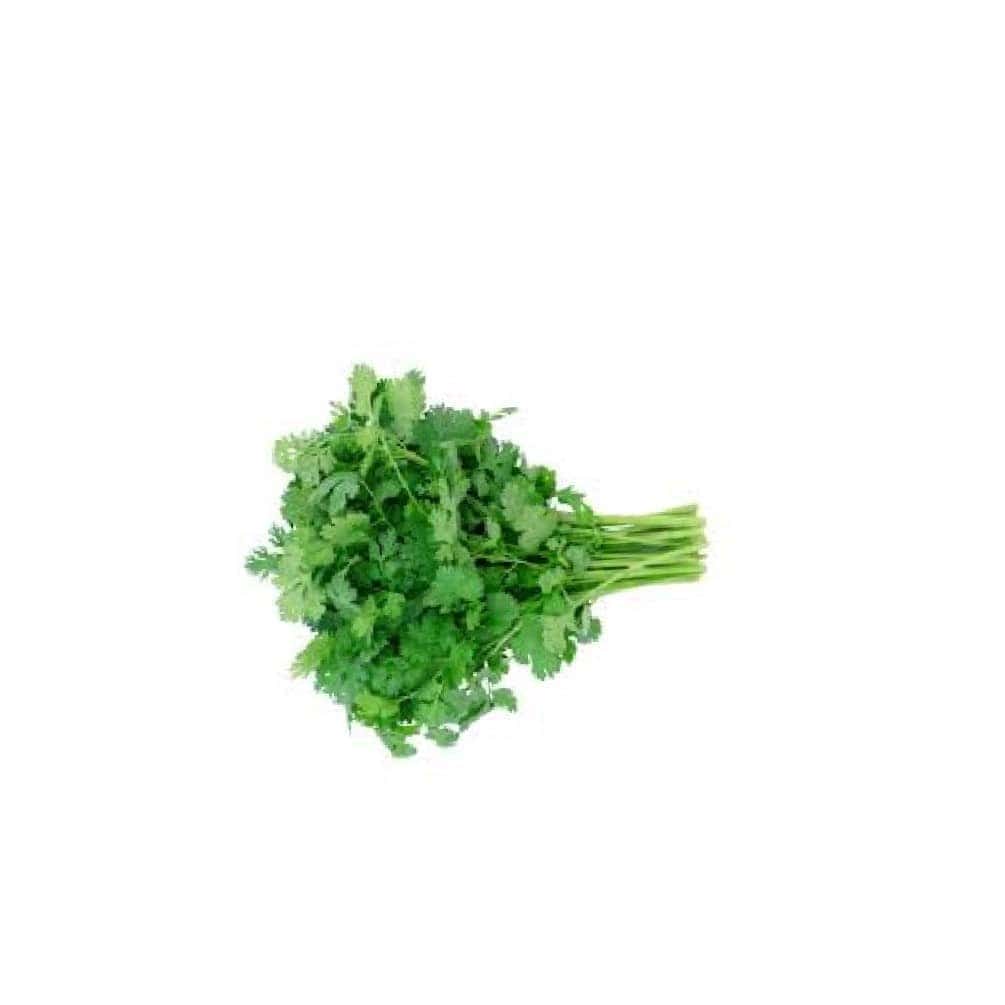 Fresh Green Coriander Leaves